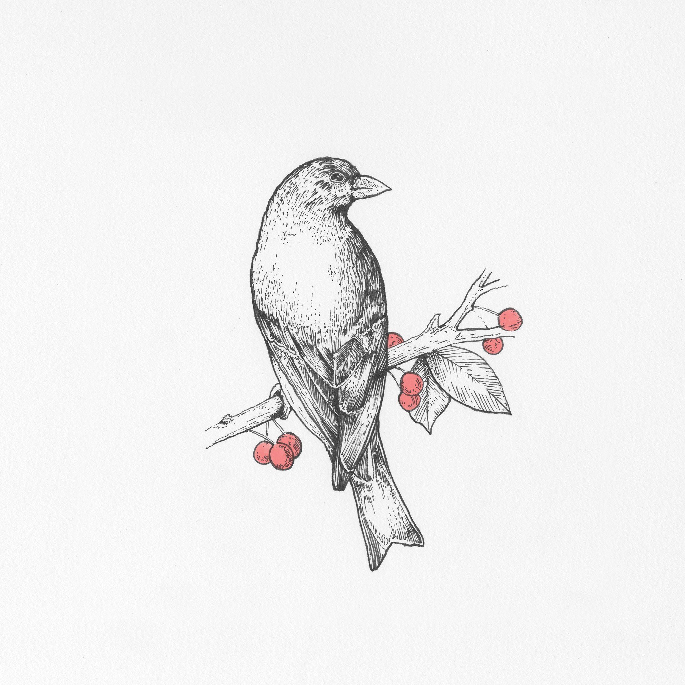 White and Red Bird Logo - pen and ink illustration bird and holly leaves / black and white