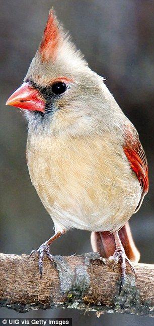 White and Red Bird Logo - Half-male half-female northern cardinal with bizarre split plumage ...