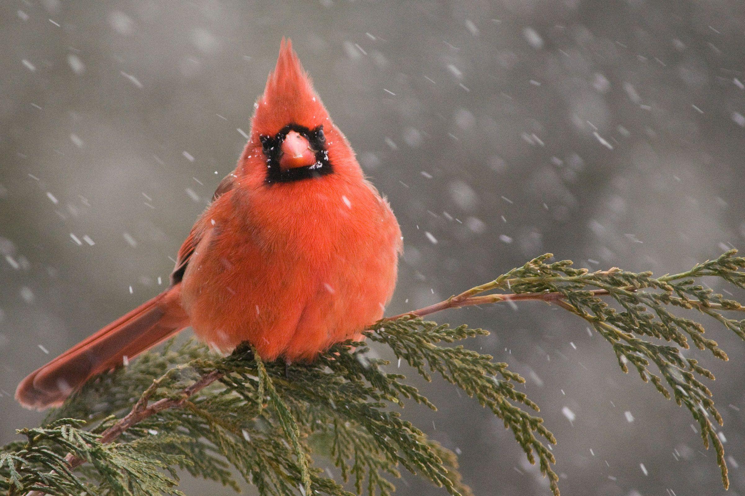 White and Red Bird Logo - Get to Know These 15 Common Birds