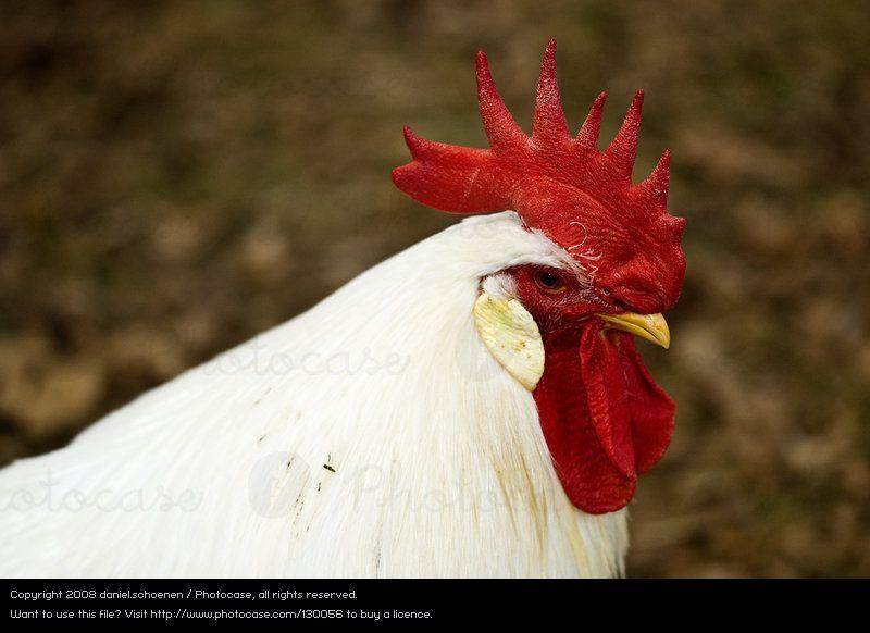 White and Red Bird Logo - White Red Animal Black - a Royalty Free Stock Photo from Photocase