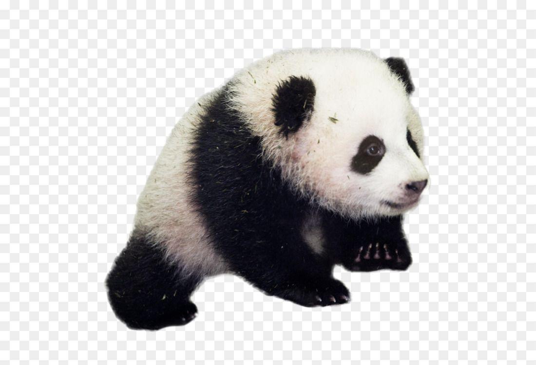 Red and Black Bear Face Logo - Giant panda Red panda American black bear Brown bear Free PNG Image