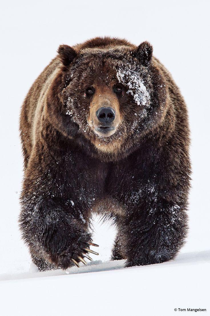 Red and Black Bear Face Logo - Mountain Outlaw by Tom Mangelsen | Bears, Pandas, Red Pandas ...