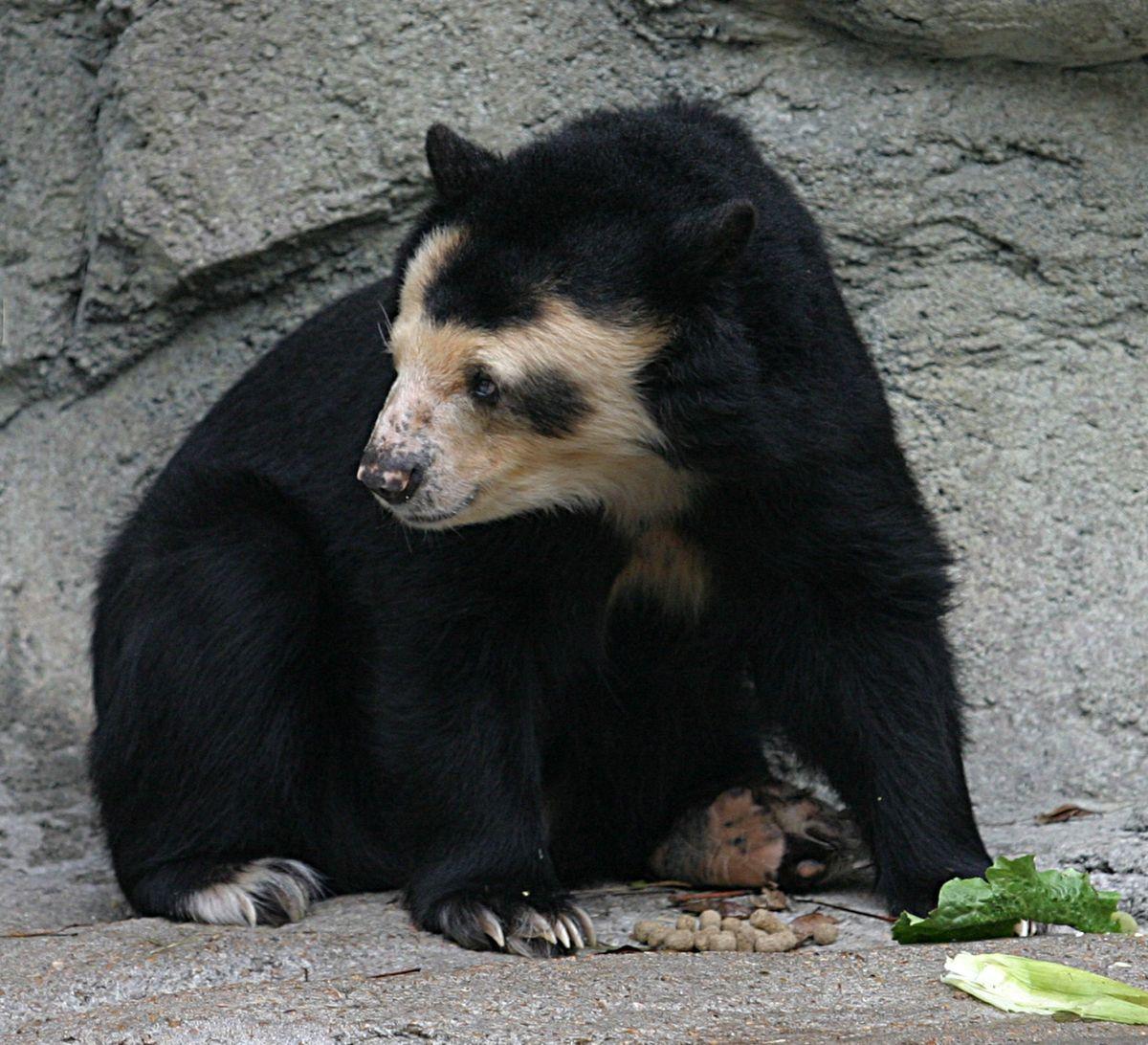Red and Black Bear Face Logo - Spectacled bear