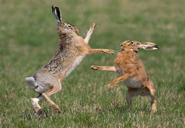 Rabbit Boxing Logo - Why do hares box? - Woodland Trust
