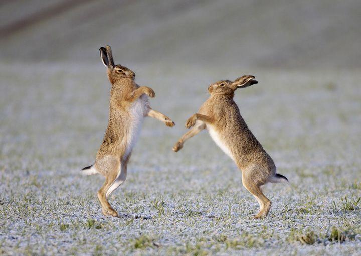 Rabbit Boxing Logo - boxing | rabbit | Hare, Animals images, Rabbit