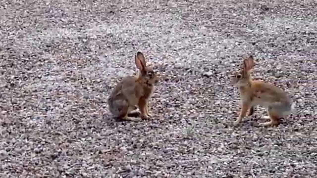 Rabbit Boxing Logo - Boxing Bunnies! - YouTube