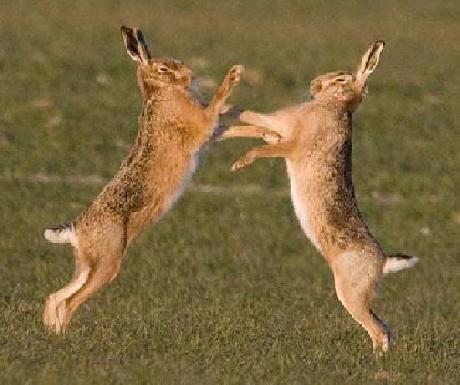 Rabbit Boxing Logo - Wild Hares dancing, but I think they are actually boxing