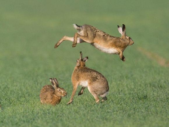 Rabbit Boxing Logo - Why do hares box? - Woodland Trust