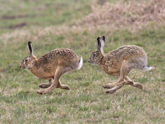 Rabbit Boxing Logo - Why do hares box? - Woodland Trust