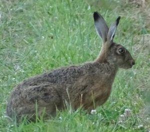 Rabbit Boxing Logo - Mad March hares - boxing clever - The Heart of England Forest