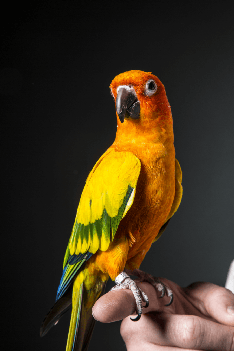 Maverick the Parrot Logo - Logan Paul | Official Website