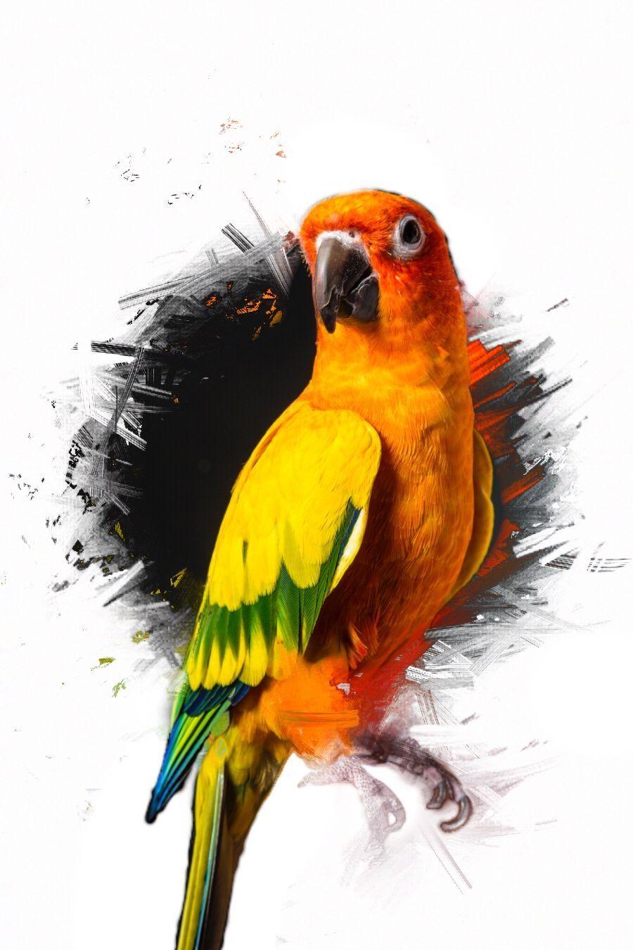 Maverick the Parrot Logo - Maverick the parrot | ramdom | Logan paul, Logan, Maverick logan paul