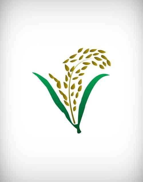 Gold Green Leaf Logo - paddy, food, ear, flour, dry, raw, rice, vector, field, grain