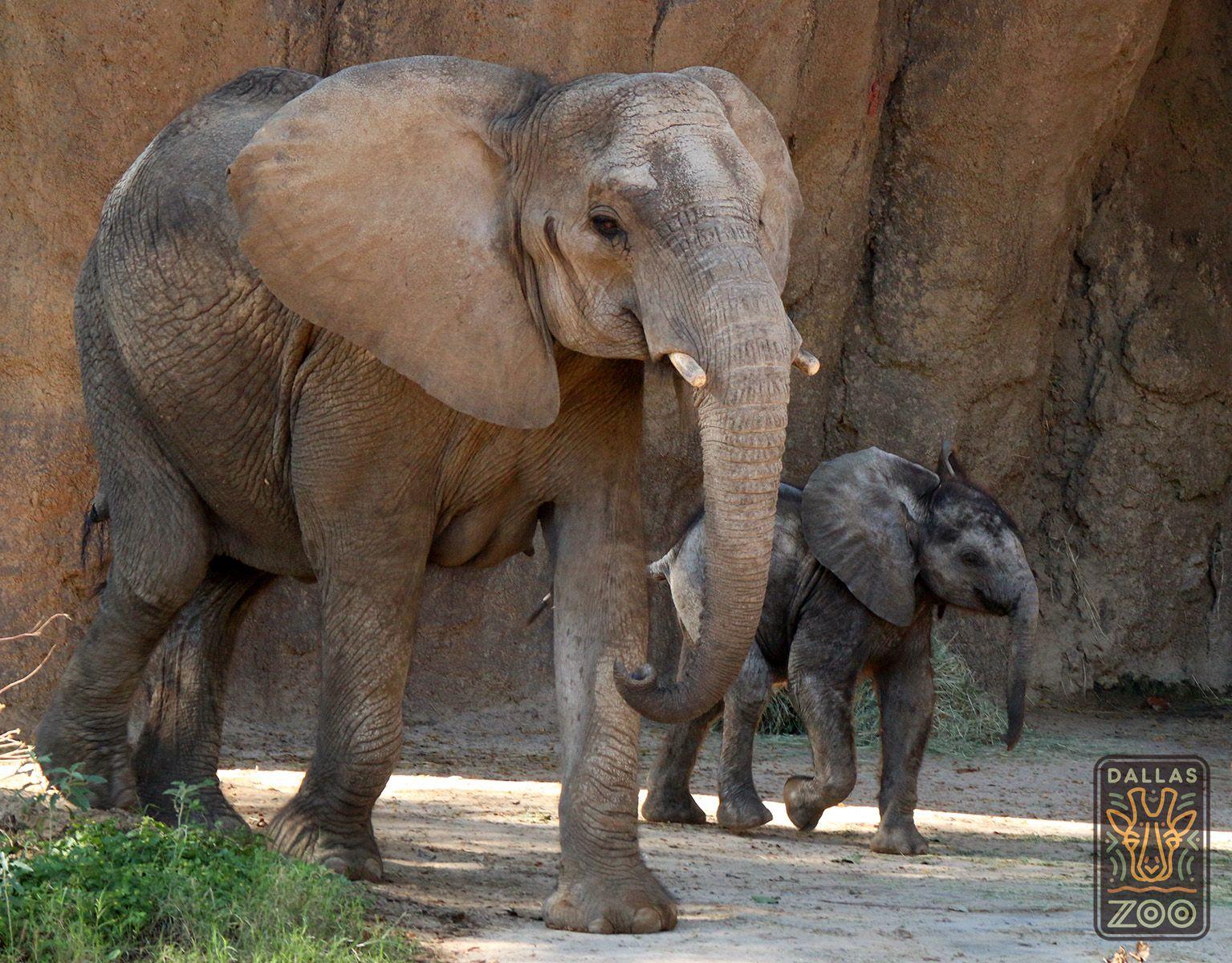 Baby Elephants Logo - Dallas Zoo's baby elephant and mom meet their adoring fans. Dallas