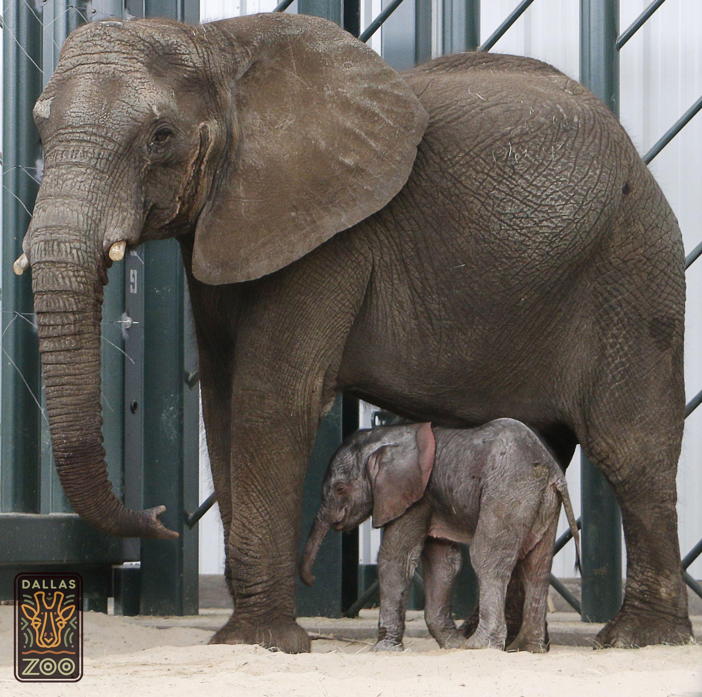 Baby Elephants Logo - Oh, baby! Dallas Zoo herd grows after rescued Swaziland elephant