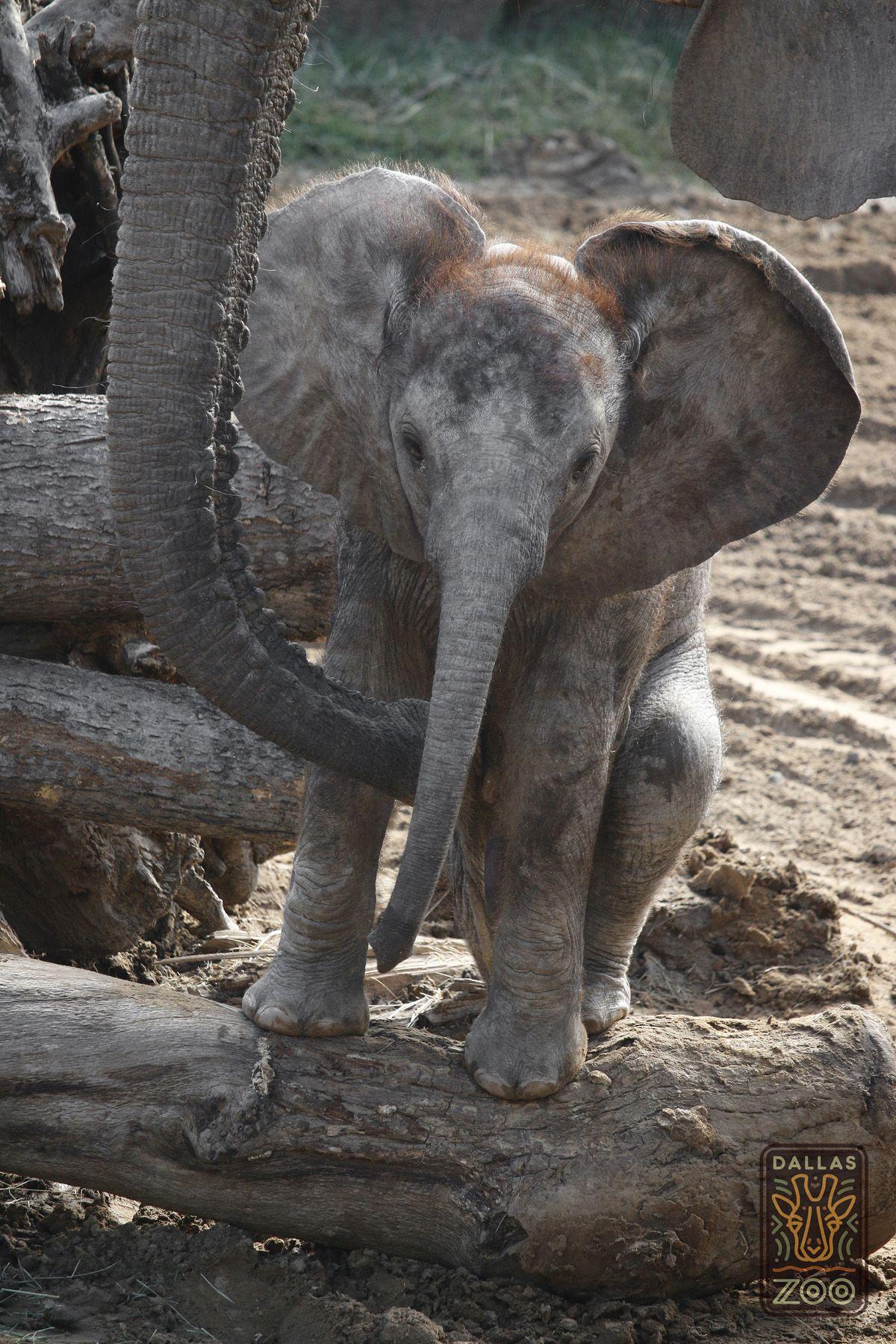 Baby Elephants Logo - Dallas Zoo's baby elephant and mom meet their adoring fans | Dallas ...