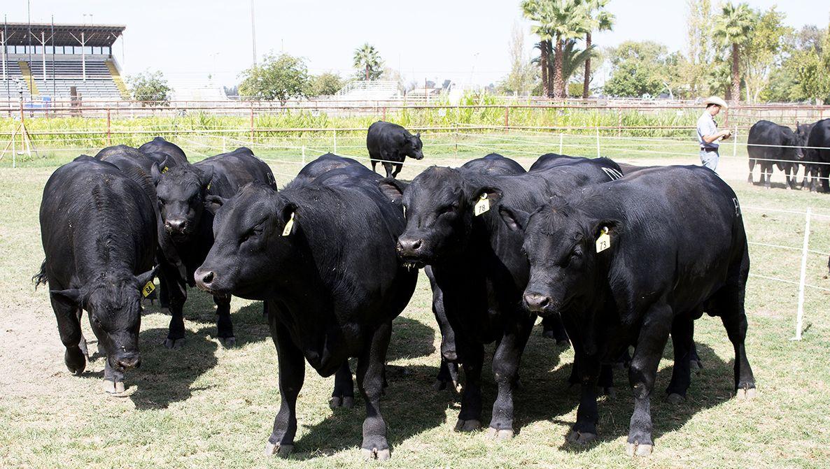 Black and Gold Bull Logo - The Black Gold Bull Sale: A Donati Family Tradition – SunFed Ranch ...
