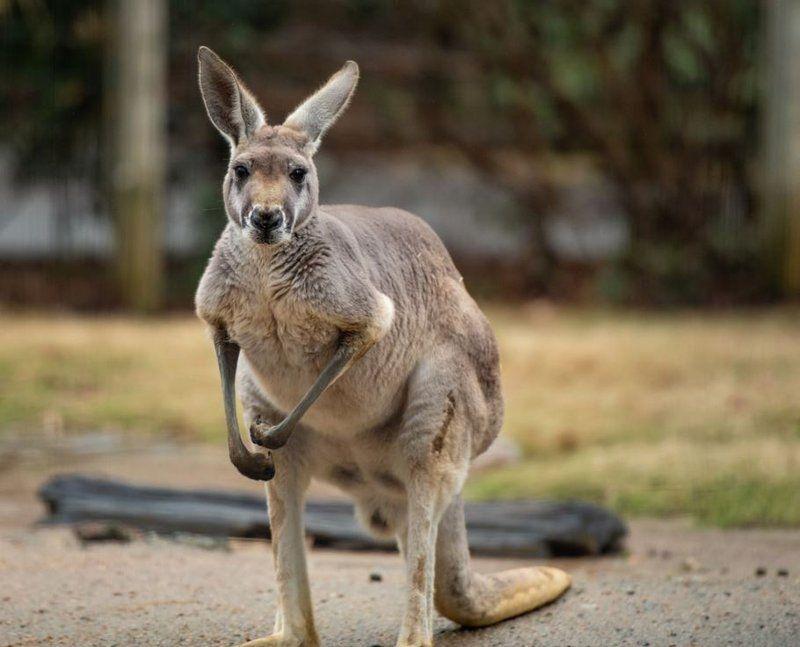 Teiangle in Red Kangaroo Logo - Red Kangaroo - The Australian Museum