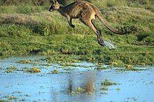 Teiangle in Red Kangaroo Logo - Kangaroo