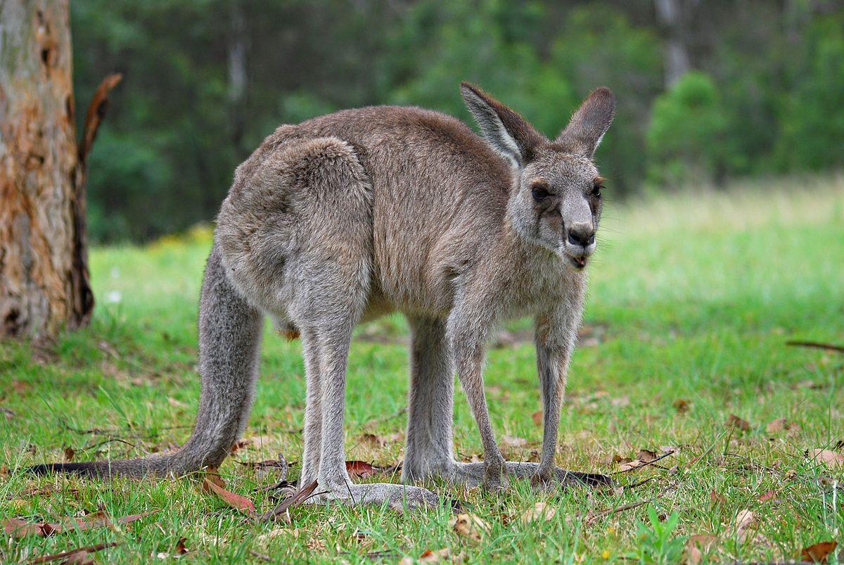 In Green with Red Triangle Kangaroo Logo - Kangaroo