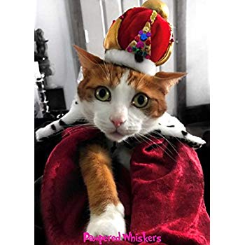 Whiskers and Hat with Blue Oval Logo - Amazon.com : Pampered Whiskers Crown Hat for cats an dogs and Wild ...