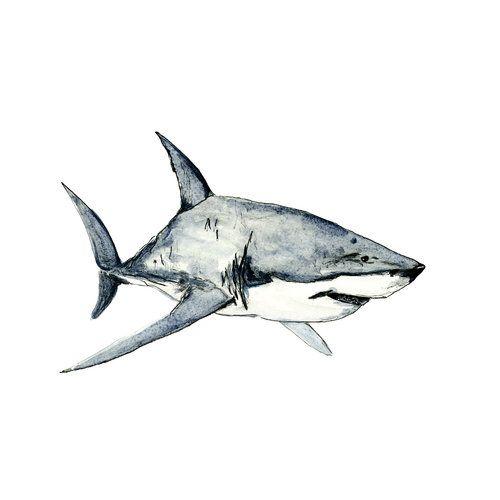 White Shark Logo - Great White Shark