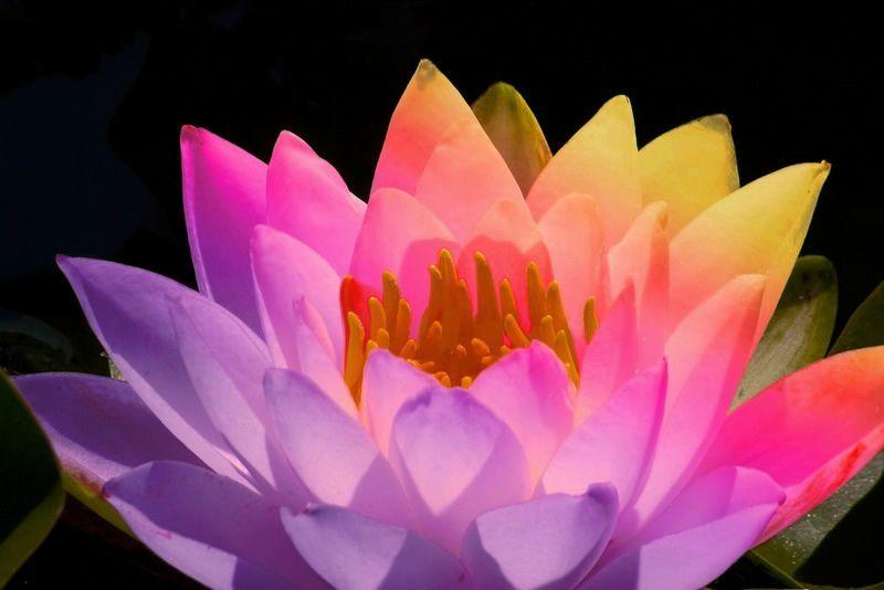 Rainbow Lotus Flowers Logo - rainbow lotus - Google Search | Lotus Flowers | Lotus, Flowers, Words