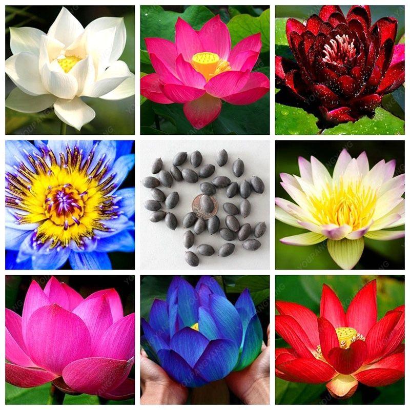 Rainbow Lotus Flowers Logo - 10 pcs Aquatic bonsai bowl lotus Water Lilies flower lotus plants ...