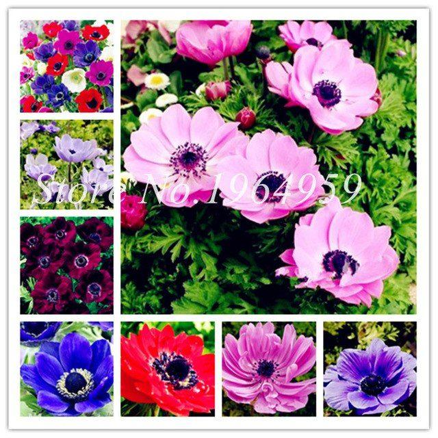 Rainbow Lotus Flowers Logo - Bonsai 100 Pcs Bag Rainbow Bonsai Silver Lotus Flower Bonsai Indoor