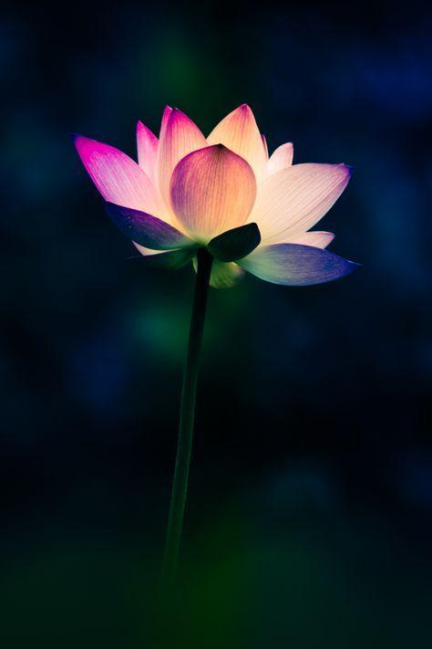 Rainbow Lotus Flowers Logo - Rainbow Lotus by Ng Wai Chor on 500px | Happy | Flowers, Lotus ...