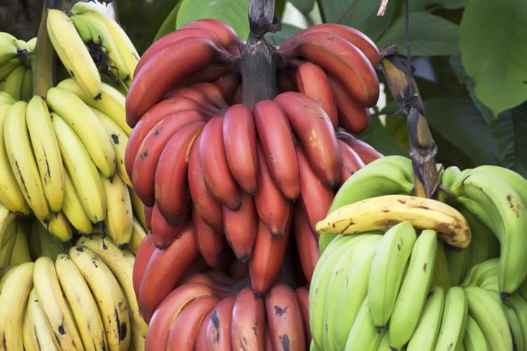 Red and Yellow Banana Logo - The Benefits of Red Banana vs. Yellow Are Unexpected