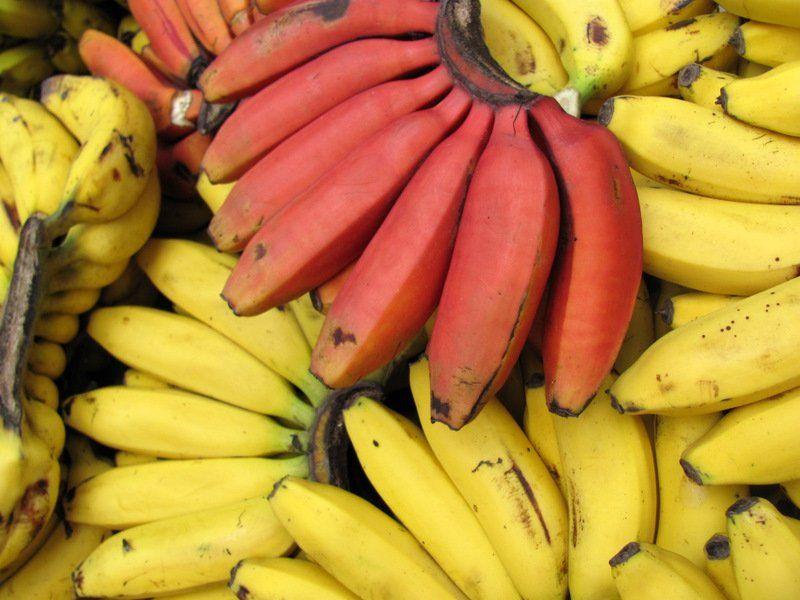 Red and Yellow Banana Logo - Red and yellow bananas | Photo