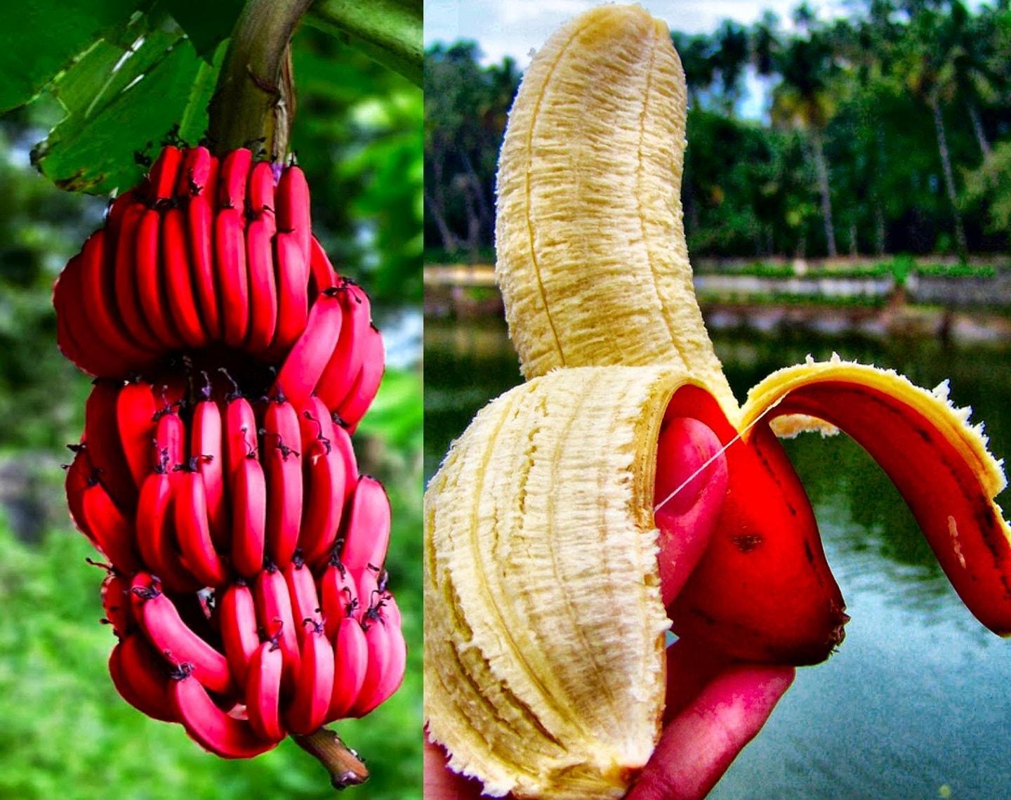 Red and Yellow Banana Logo - Red bananas: Fruitier than their yellow vousins