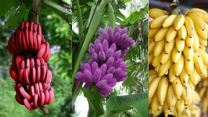 Red and Yellow Banana Logo - Vidishas Horticulture Mini Yellow Banana(10)+Red Banana(10)+Purple