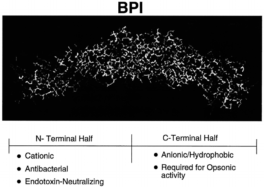 Looks Like Two Boomerangs Logo - Crystal structure of BPI. The BPI molecule has a boomerang shape ...