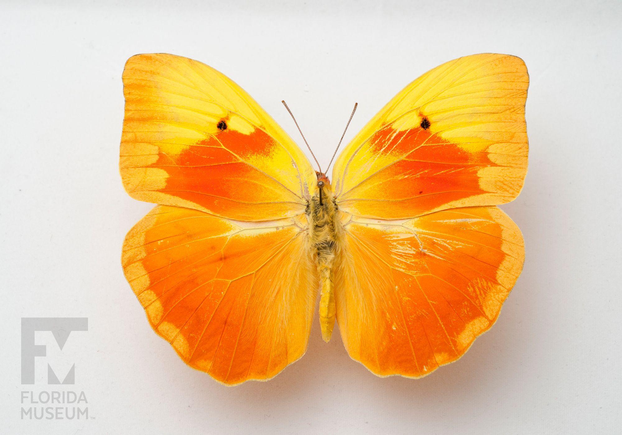 Orange and Yellow Butterfly Logo - Phoebis avellaneda, Lepidoptera Collection Photo – #FloridaMuseumScience