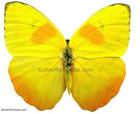 Orange and Yellow Butterfly Logo - Orange-Barred Sulphur Phoebis philea bright yellow butterfly