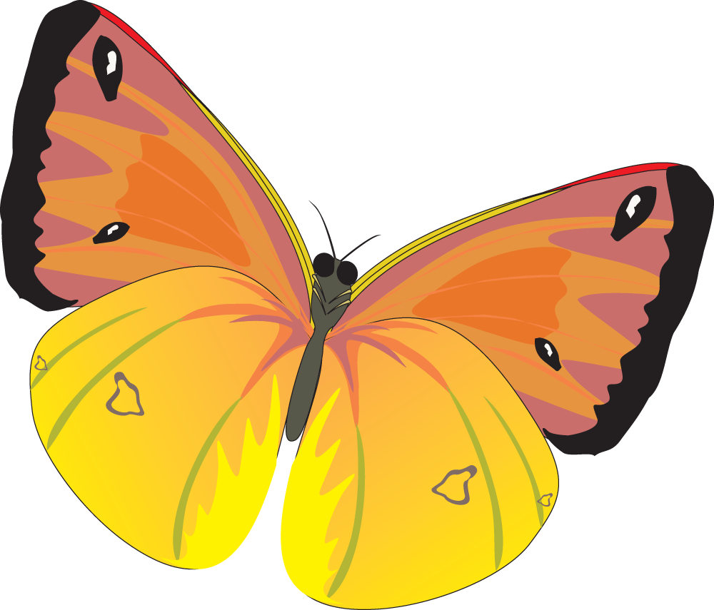 Orange and Yellow Butterfly Logo - Butterfly PNG Image. Free transparent CC0 PNG Image Library