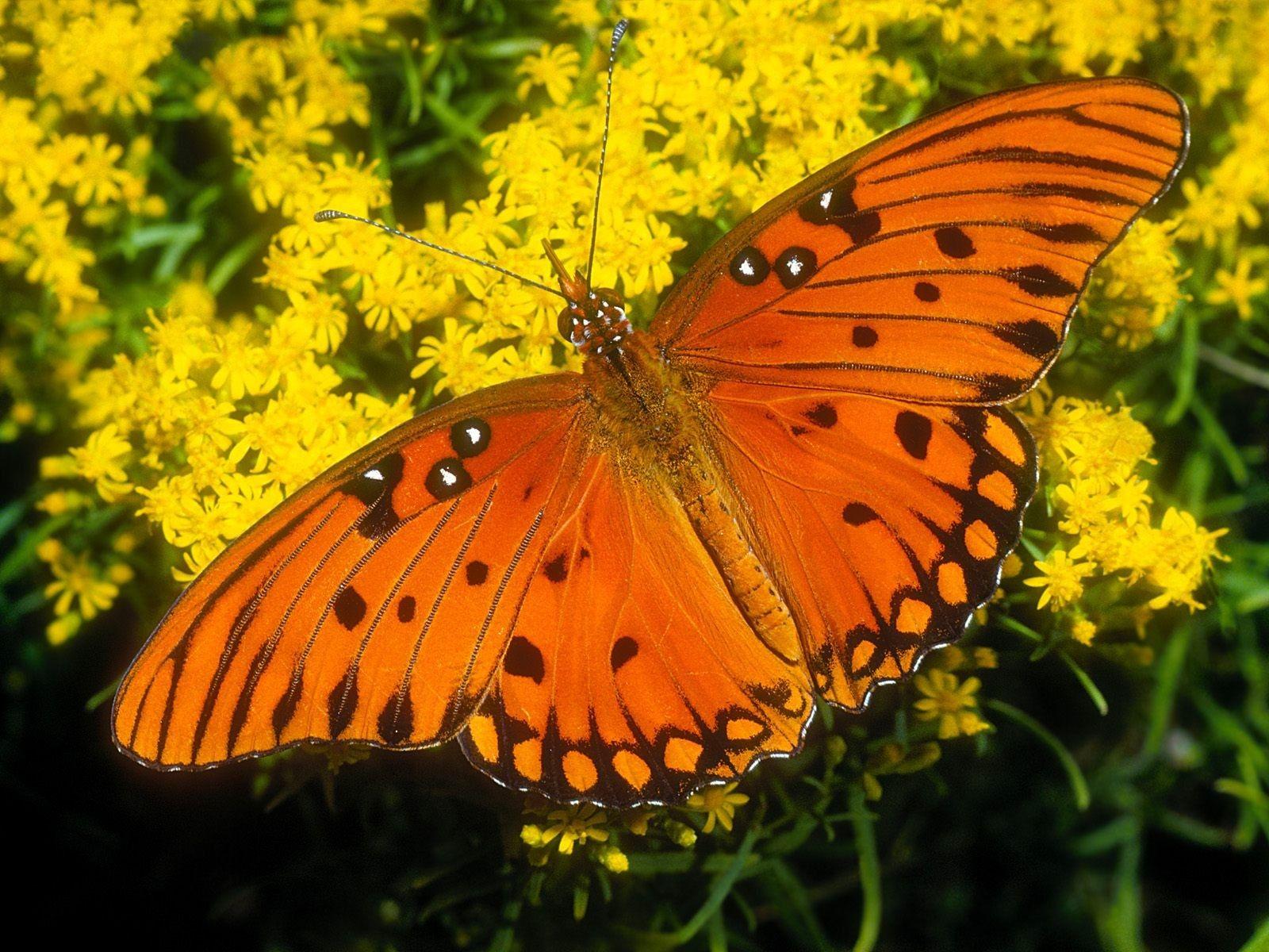 Orange and Yellow Butterfly Logo - Orange Butterfly on Yellow Flowers