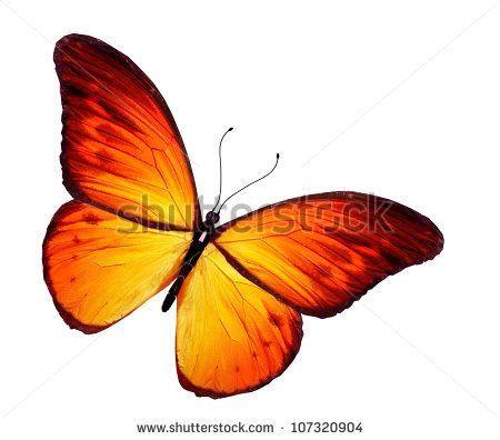 Orange and Yellow Butterfly Logo - Orange and yellow butterfly. Tattoos. Butterfly, Tattoos, Green