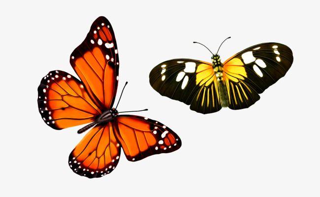 Orange and Yellow Butterfly Logo - Orange Butterfly, Butterfly, Yellow Butterfly, Leaves Of PNG and PSD ...
