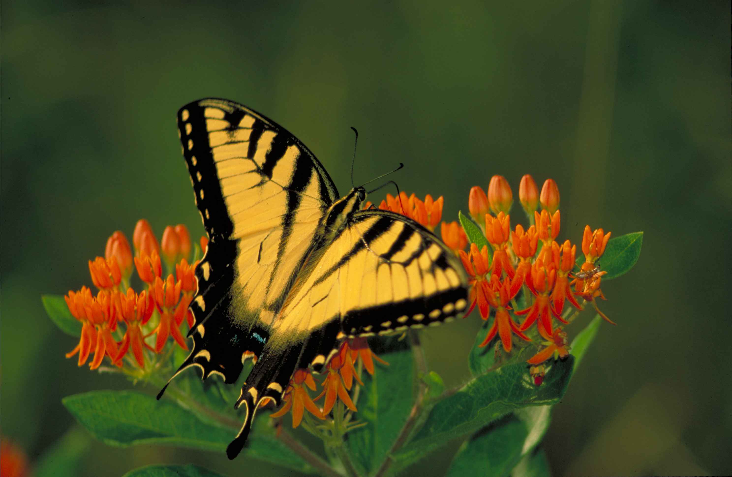 Orange and Yellow Butterfly Logo - Black striped yellow tiger swallowtail butterfly pterourus