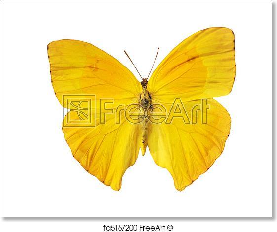 Orange and Yellow Butterfly Logo - Free art print of Yellow butterfly. Beautiful yellow butterfly