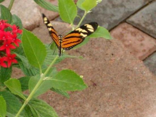 Orange and Yellow Butterfly Logo - ORANGE YELLOW & BLACK BUTTERFLY - Picture of Butterfly House ...