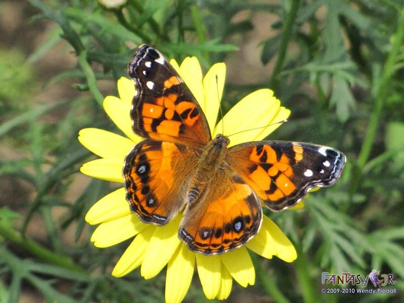 Orange and Yellow Butterfly Logo - Orange Butterfly on Yellow Daisy. Woo! Jr. Kids Activities