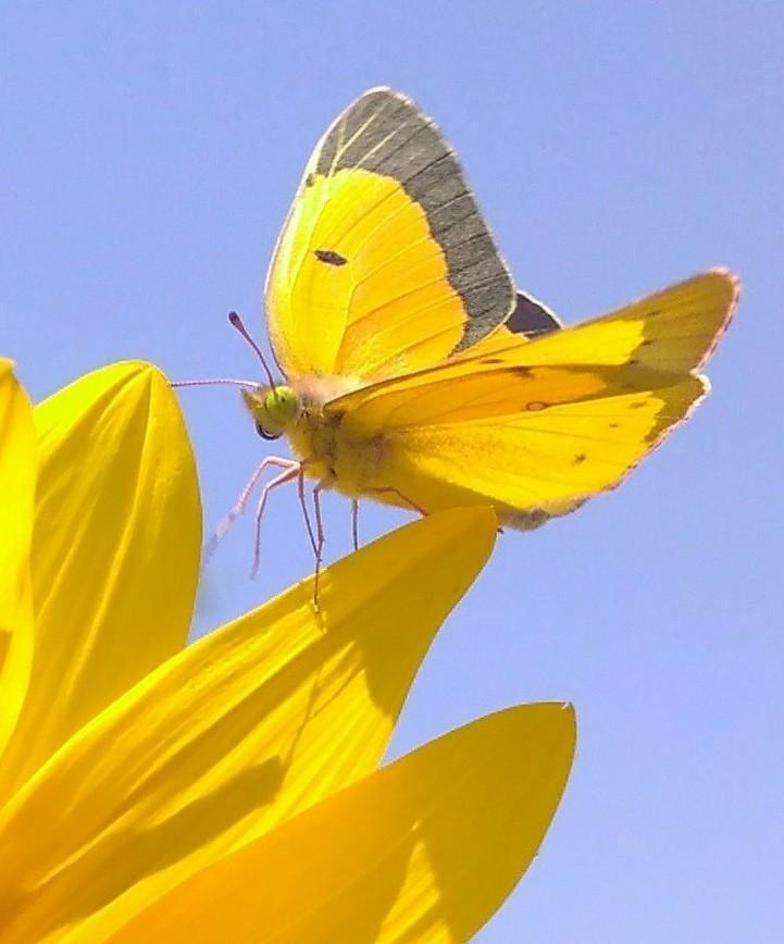 Orange and Yellow Butterfly Logo - Orange Sulphur (Alfalfa Butterfly). MDC Discover Nature