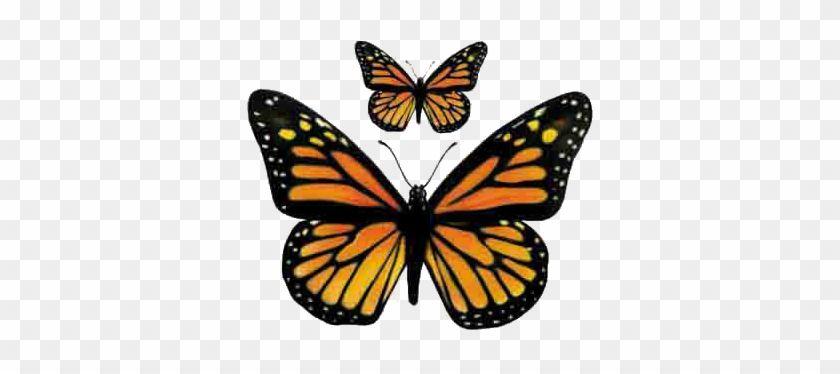 Orange and Yellow Butterfly Logo - Yellow Butterflies Yellow Butterfly Orange Butterfly - Monarch ...