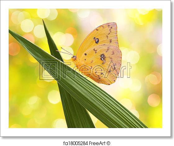 Orange and Yellow Butterfly Logo - Free art print of Very bright yellow butterfly macro. Yellow