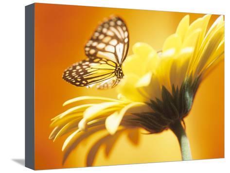 Orange and Yellow Butterfly Logo - Black and Yellow Butterfly on Yellow Flower Photographic Print at