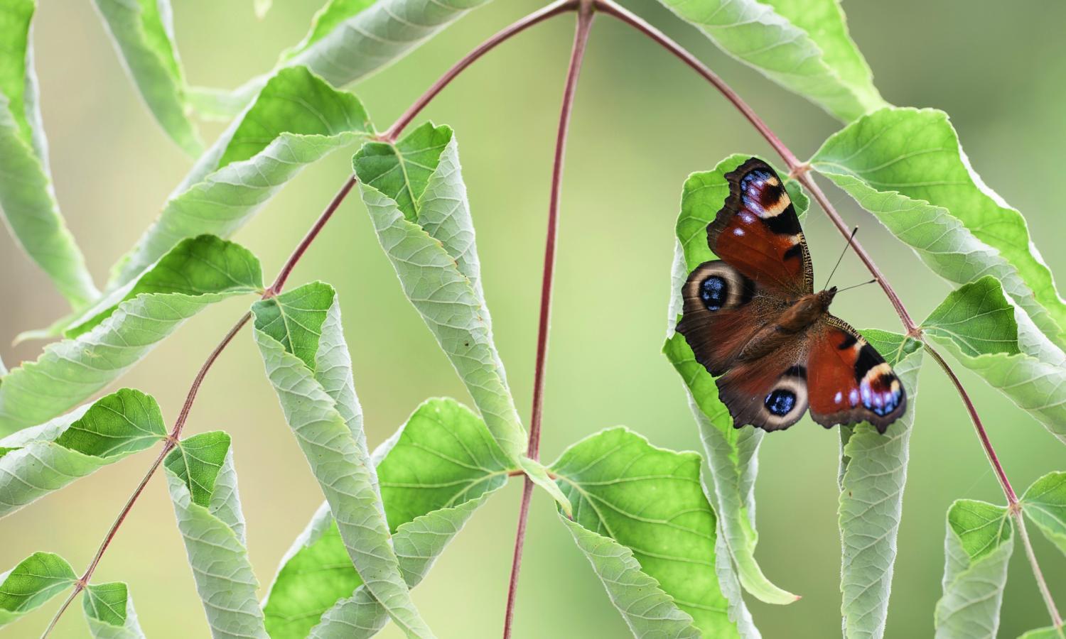 Red Yellow Blue Green Butterfly Logo - Identify a butterfly | Butterfly Conservation
